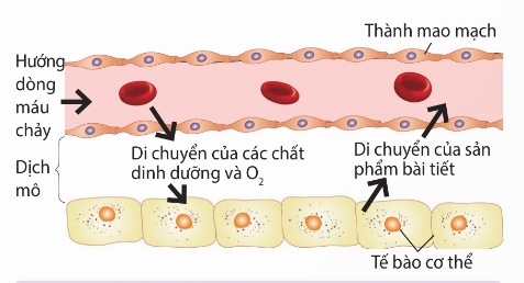 Trao đổi chất giữa máu và tế bào cơ thể (Ảnh Sách KNTT)