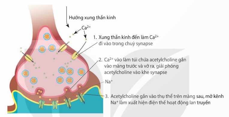 Truyền tin qua synapse thần kinh – cơ xương (Ảnh Sách KNTT)