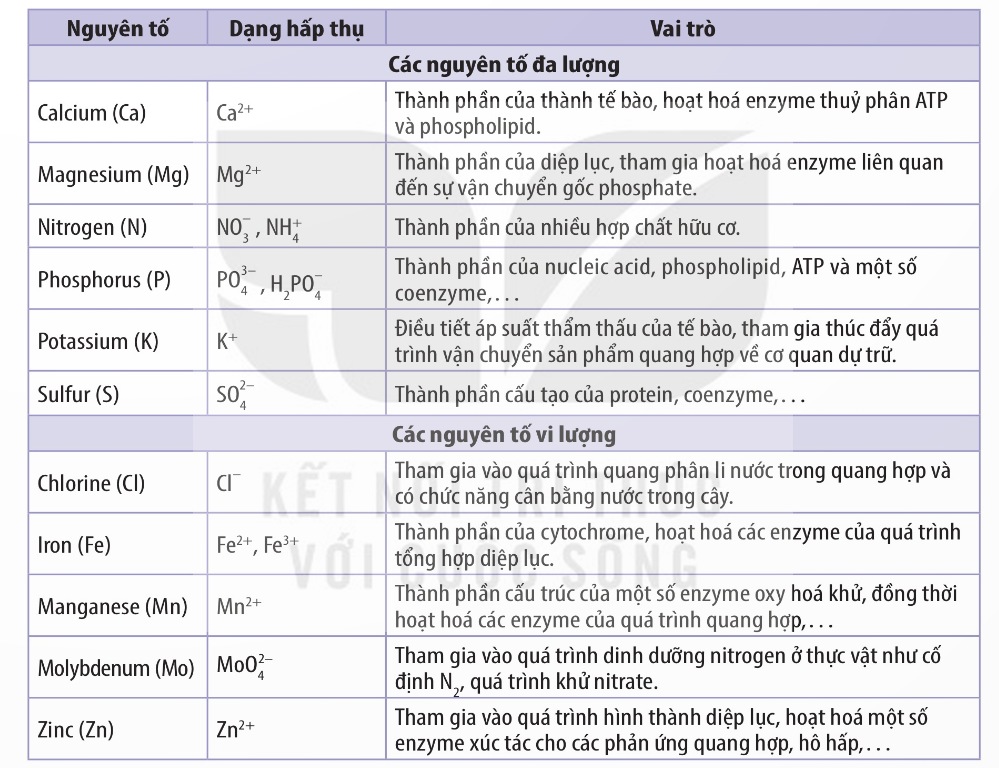 Vai trò của một số nguyên tố khoáng thiết yếu đối với thực (Ảnh sách KNTT)