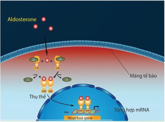 Ví dụ truyền tin với hormone aldosterone (Ảnh Sách KNTT)