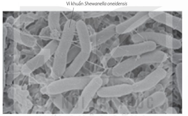Vi khuẩn Shewanella oneidensis có thể sản sinh năng lượng điện (Ảnh Sách KNTT)