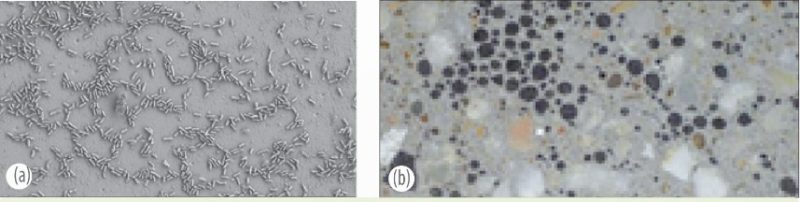 Vi khuẩn Shewanella oneidensis sản sinh điện năng (a); bê tông tự lành vết nứt nhờ vi khuẩn Bacillus (b)
