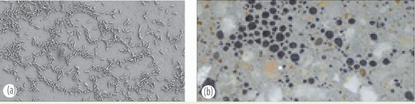 Vi khuẩn Shewanella oneidensis sản sinh điện năng (a); bê tông tự lành vết nứt nhờ vi khuẩn Bacillus (b)