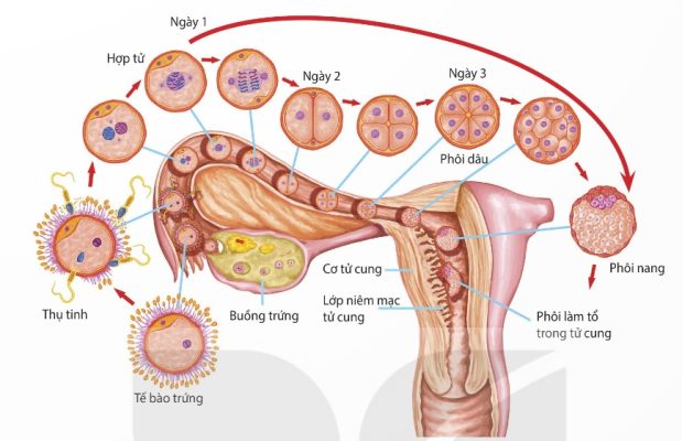 Vị trí thụ tinh, các giai đoạn phát triển phôi sớm và phôi làm tổ trong tử cung (Ảnh sách KNTT)