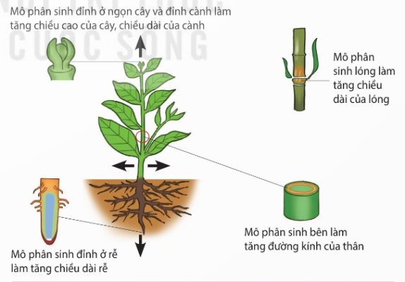 Vị trí và vai trò của các loại mô phân sinh thực vật (Ảnh Sách KNTT)