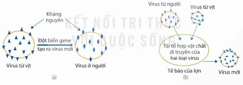 Virus cúm mới xuất hiện qua đột biến gene (a) và tái tổ hợp vật chất di truyền (b) (Ảnh Sách KNTT)
