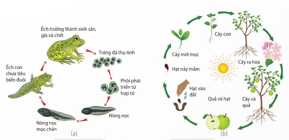 Vòng đời của ếch (a) và thực vật có hoa (b) (Ảnh Sách KNTT)