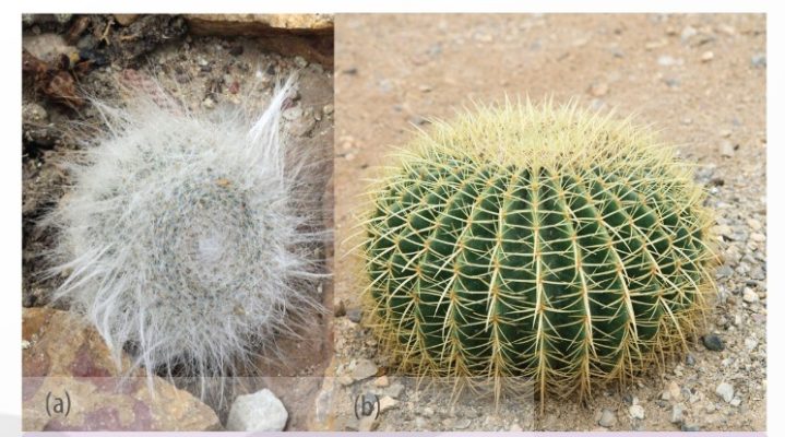 Xương rồng (Cephalocereus senilis) có lá biến thành lông (a) và xương rồng (Echinocactus grusonii) có lá biến thành gai (b) làm giảm sự thoát hơi nước (Ảnh sách KNTT)