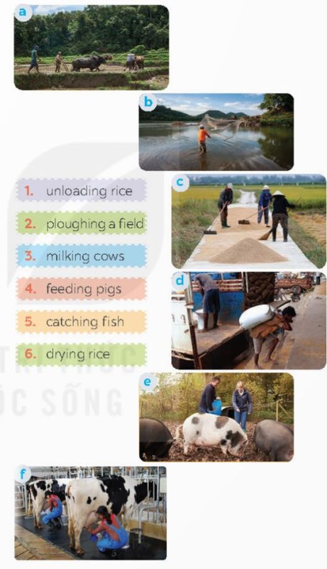 Match the activities (1–6) that people living in the countryside often do with the pictures