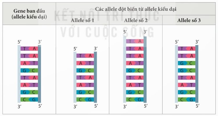 Allele kiểu dại và các allele đột biến từ allele kiểu dại