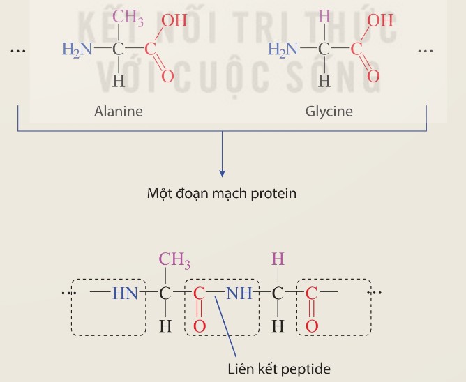 Amino acid và protein: cấu tạo alanine, glycine và đoạn mạch protein