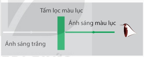 Ánh sáng truyền qua tấm lọc màu lục