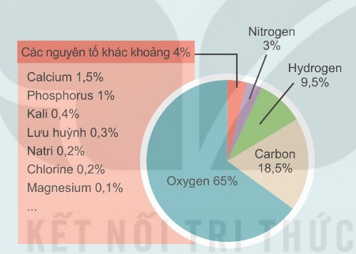 Biểu đồ thành phần nguyên tố hóa học trong cơ thể người