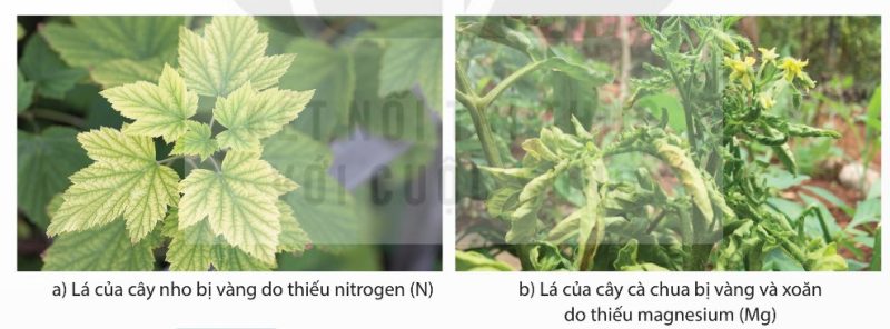 Biểu hiện của cây trồng khi thiếu nguyên tố khoáng: lá nho vàng do thiếu N, lá cà chua vàng xoăn do thiếu Mg