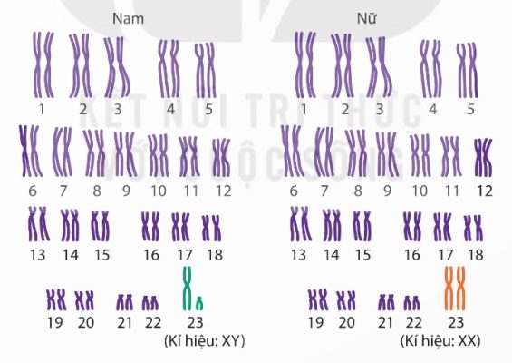 Bộ nhiễm sắc thể lưỡng bội ở nam và nữ