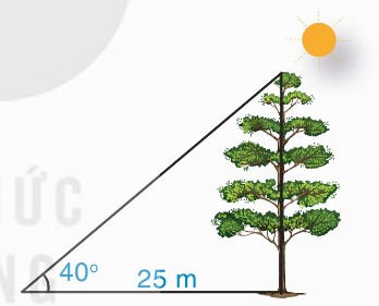 Bóng cây trên mặt đất