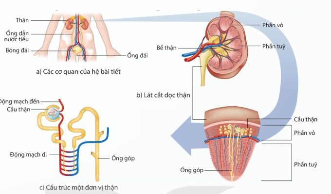 Các cơ quan của hệ bài tiết nước tiểu