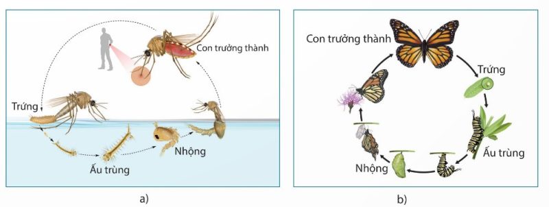 Các giai đoạn sinh trưởng và phát triển của muỗi và bướm