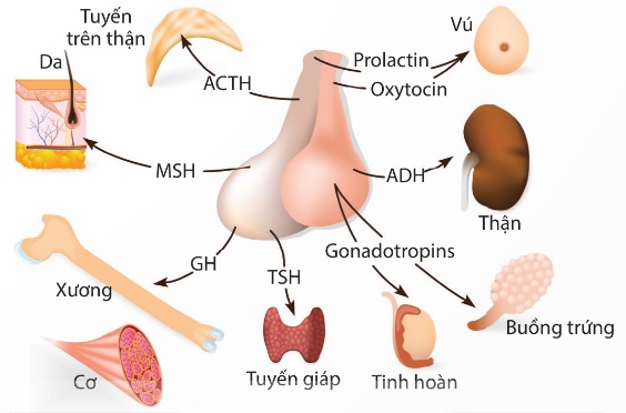 Các hormone của tuyến yên và cơ quan chịu tác dụng