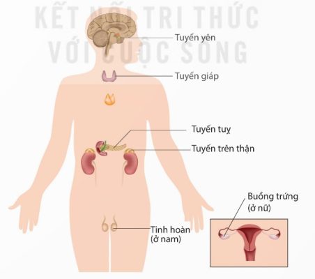 Một số tuyến nội tiết trong cơ thể người