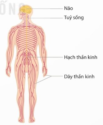 Cấu tạo hệ thần kinh ở người