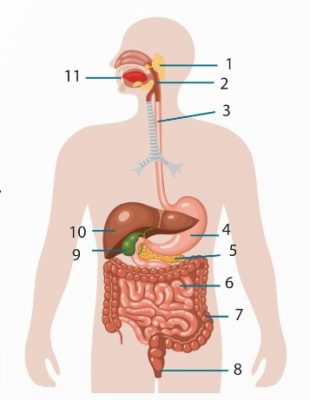 Cấu tạo hệ tiêu hóa ở người