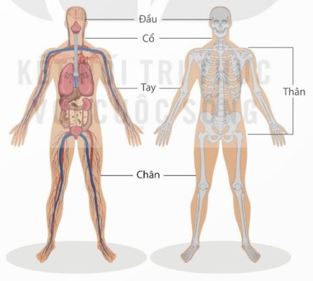 Cấu tạo khái quát cơ thể người, chỉ rõ các phần đầu, cổ, tay, thân, chân