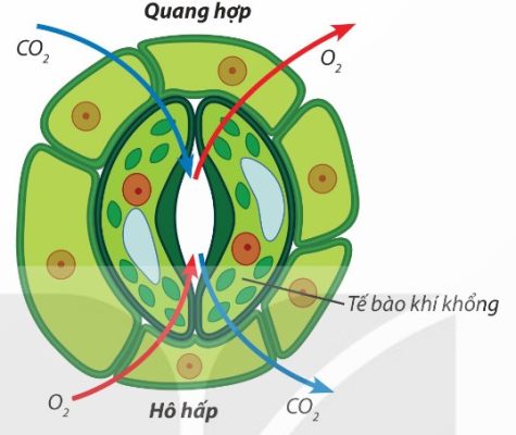 Cấu tạo khí khổng và quá trình trao đổi khí qua khí khổng