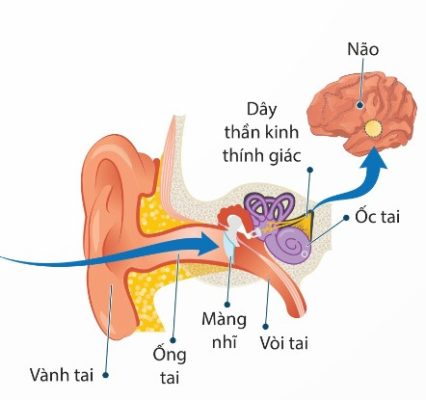Cấu tạo tai và quá trình thu nhận âm thanh