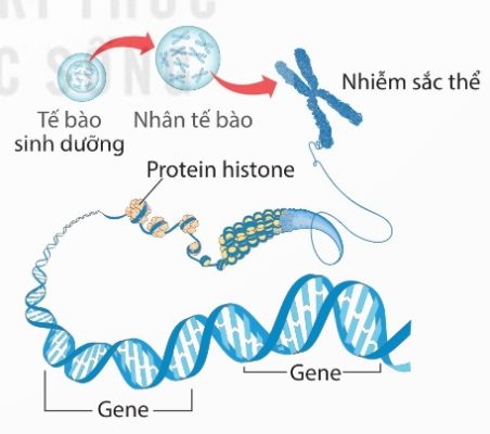 Cấu trúc của nhiễm sắc thể
