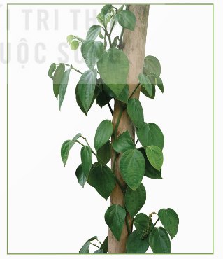 Cây hồ tiêu quấn quanh trụ bám
