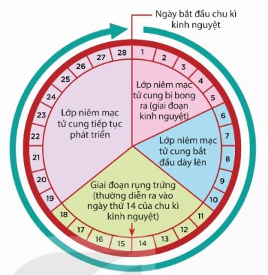 Chu kì kinh nguyệt