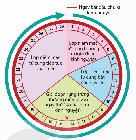 Chu kì kinh nguyệt