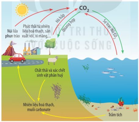 Chu trình carbon trong tự nhiên