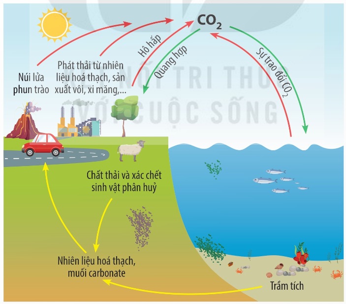 Chu trình carbon trong tự nhiên
