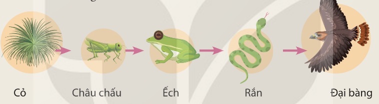 Chuỗi thức ăn: Cỏ → Châu chấu → Ếch → Rắn → Đại bàng