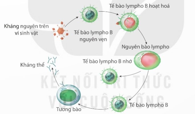 Cơ chế miễn dịch trong cơ thể người