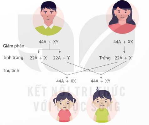 Cơ chế xác định giới tính ở người