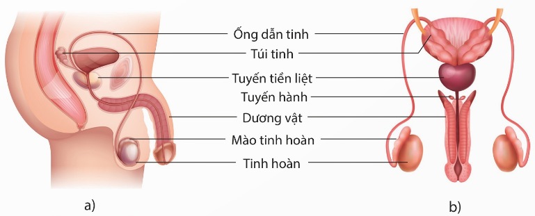 Cơ quan sinh dục nam nhìn bên và nhìn thẳng