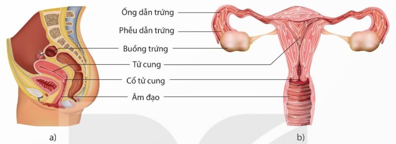 Cơ quan sinh dục nữ nhìn bên và nhìn thẳng