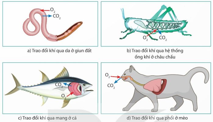Cơ quan trao đổi khí ở một số động vật: giun đất, châu chấu, cá, mèo