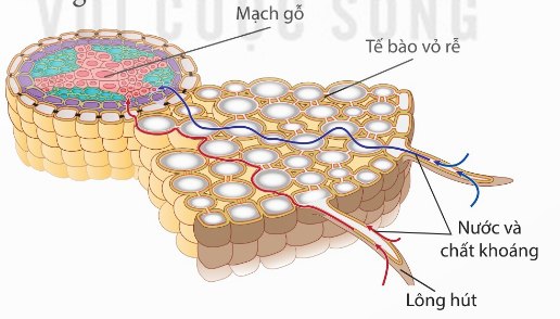 Con đường hấp thụ nước và chất khoáng từ đất vào mạch gỗ của rễ