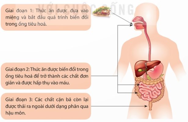 Con đường thu nhận và tiêu hoá thức ăn trong ống tiêu hoá ở người