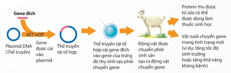 Công nghệ tạo động vật chuyển gene (Ảnh Sách KNTT)