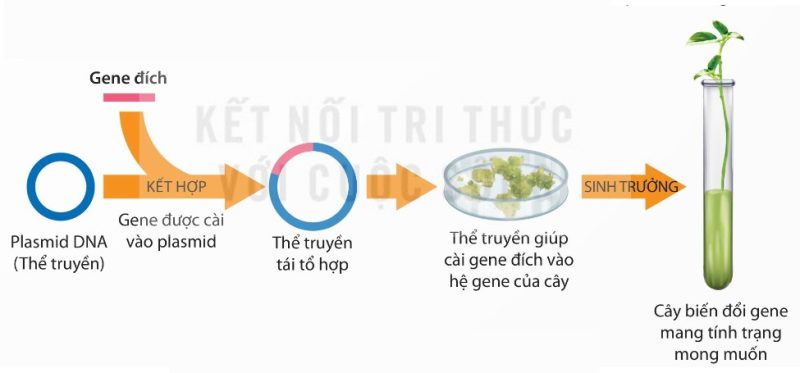 Công nghệ tạo giống cây trồng biến đổi gene
