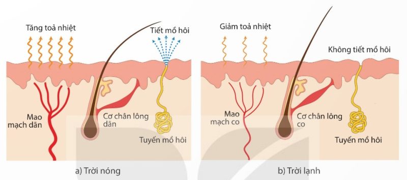 Da tham gia điều hòa thân nhiệt: trời nóng và trời lạnh