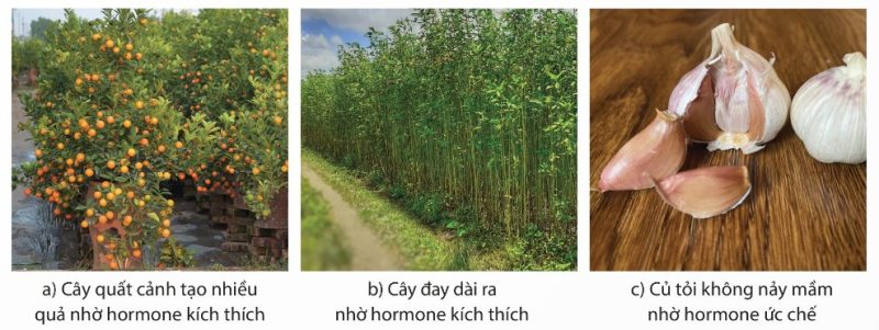 Điều khiển sinh trưởng bằng hormone nhân tạo: cây quất nhiều quả, cây đay dài ra, củ tỏi không nảy mầm