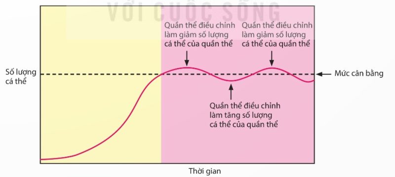 Đồ thị khả năng tự điều chỉnh số lượng cá thể của quần thể