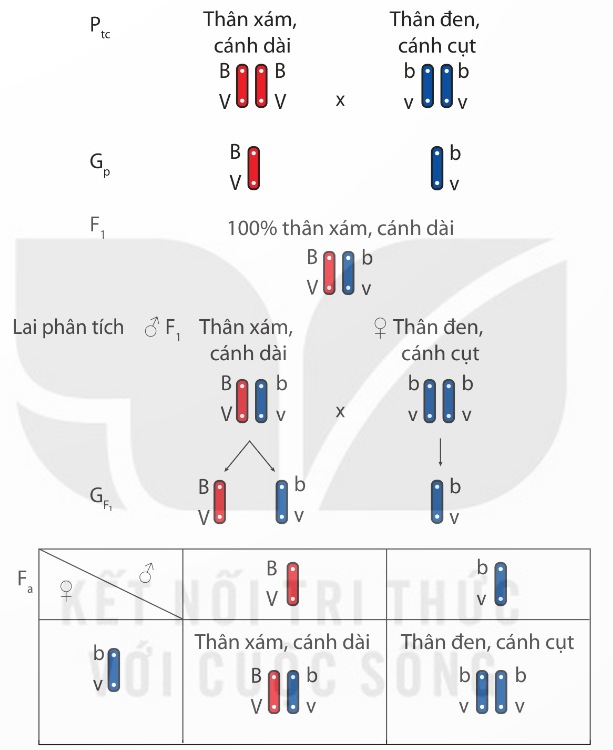 Giải thích thí nghiệm của Morgan (Ảnh Sách KNTT)
