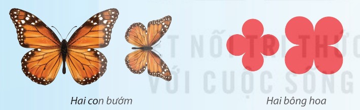 hai con bướm, hai bông hoa đồng dạng